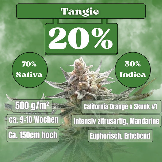 Tangie - Feminisiert (20% THC) 🌱