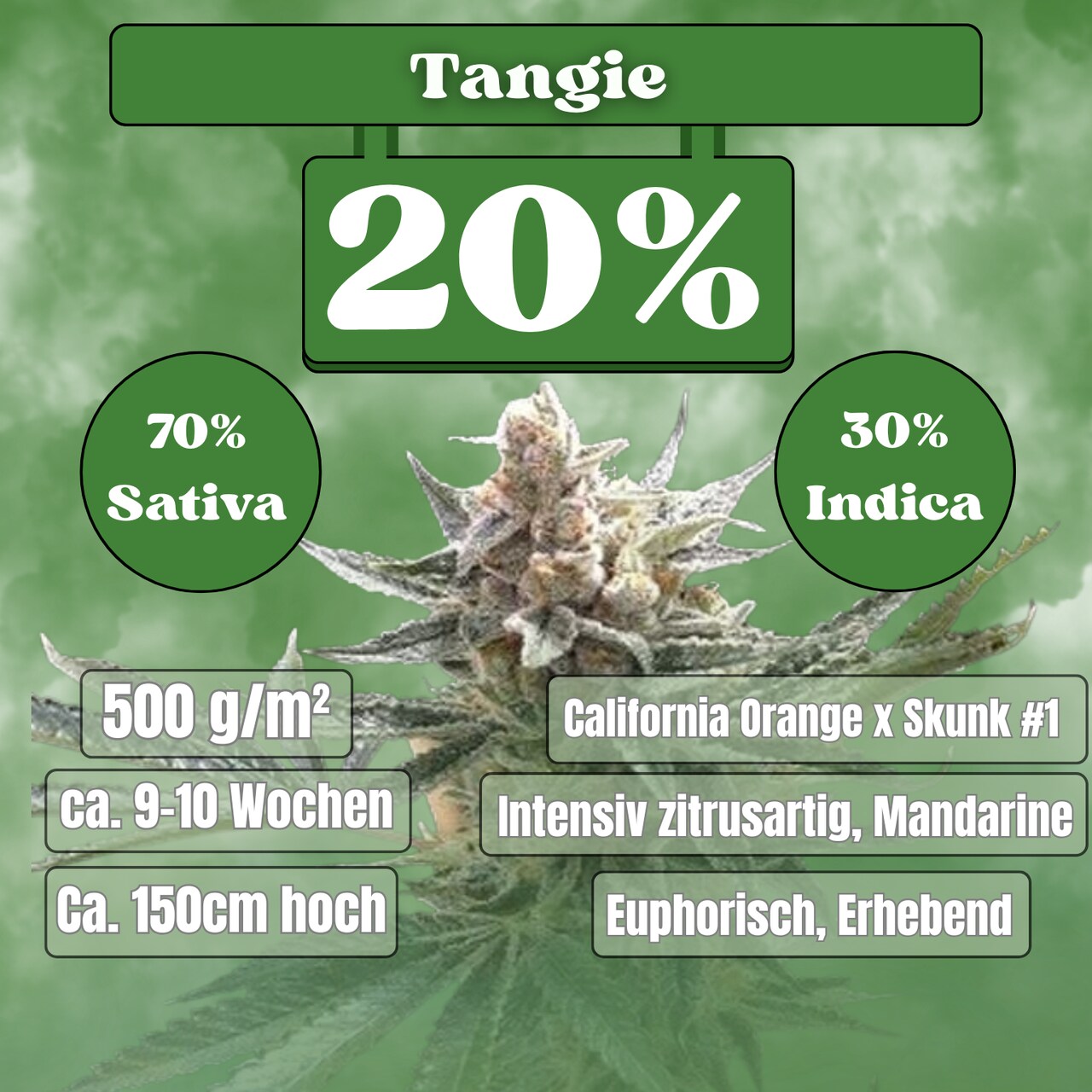 Tangie - Feminisiert (20% THC) 🌱