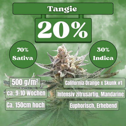 Tangie - Feminisiert (20% THC) 🌱