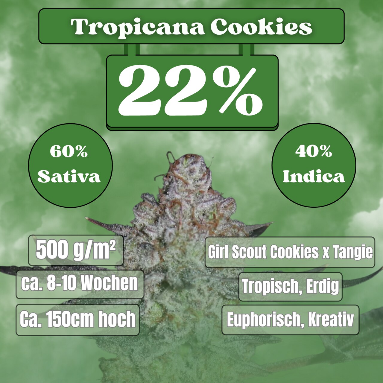 Tropicana Cookies Samen - Feminisiert  (22% THC) 🌱