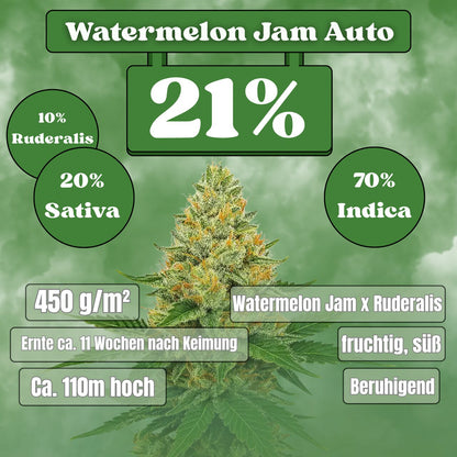 Watermelon Jam Autoflower Samen (21% THC) 🌱