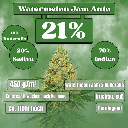 Watermelon Jam Autoflower Samen (21% THC) 🌱