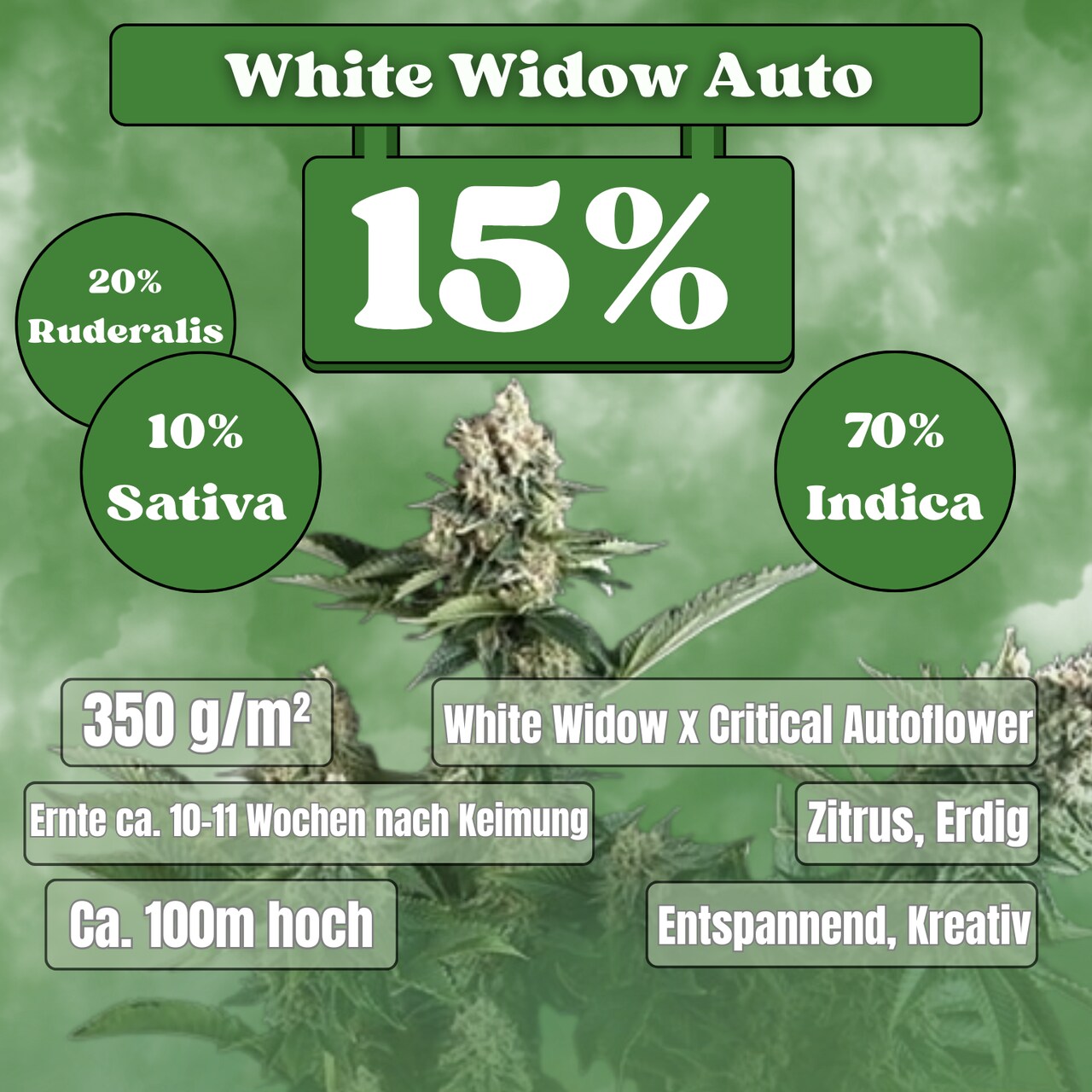 White Widow Autoflower Samen (15% THC) 🌱