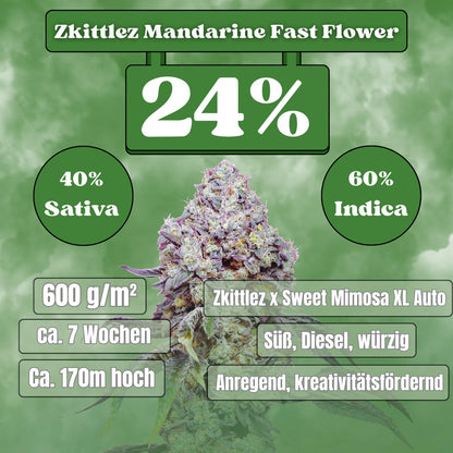 Zkittlez Mandarine Fast Flowering (24% THC) 🌱