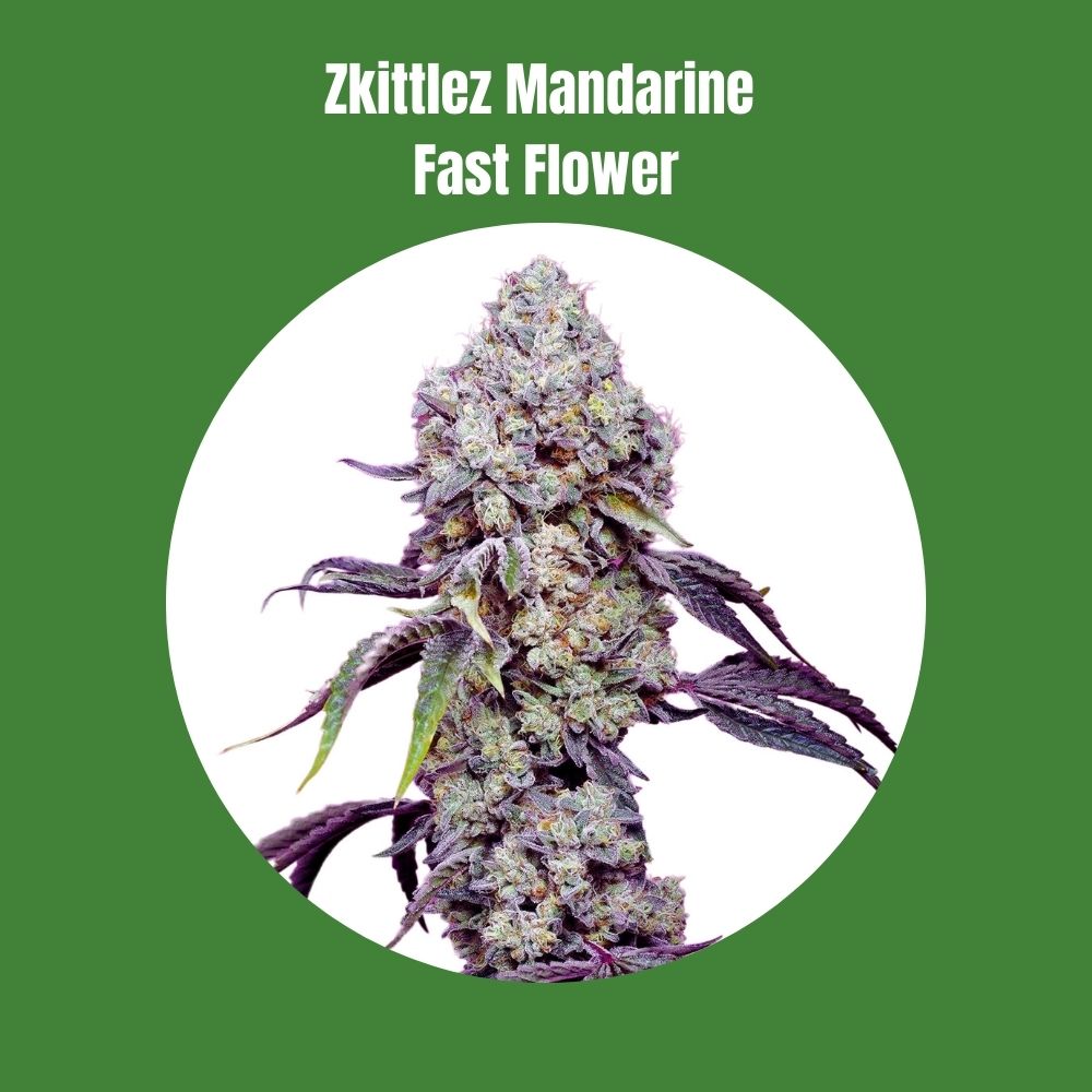 Zkittlez Mandarine Fast Flowering (24% THC) 🌱