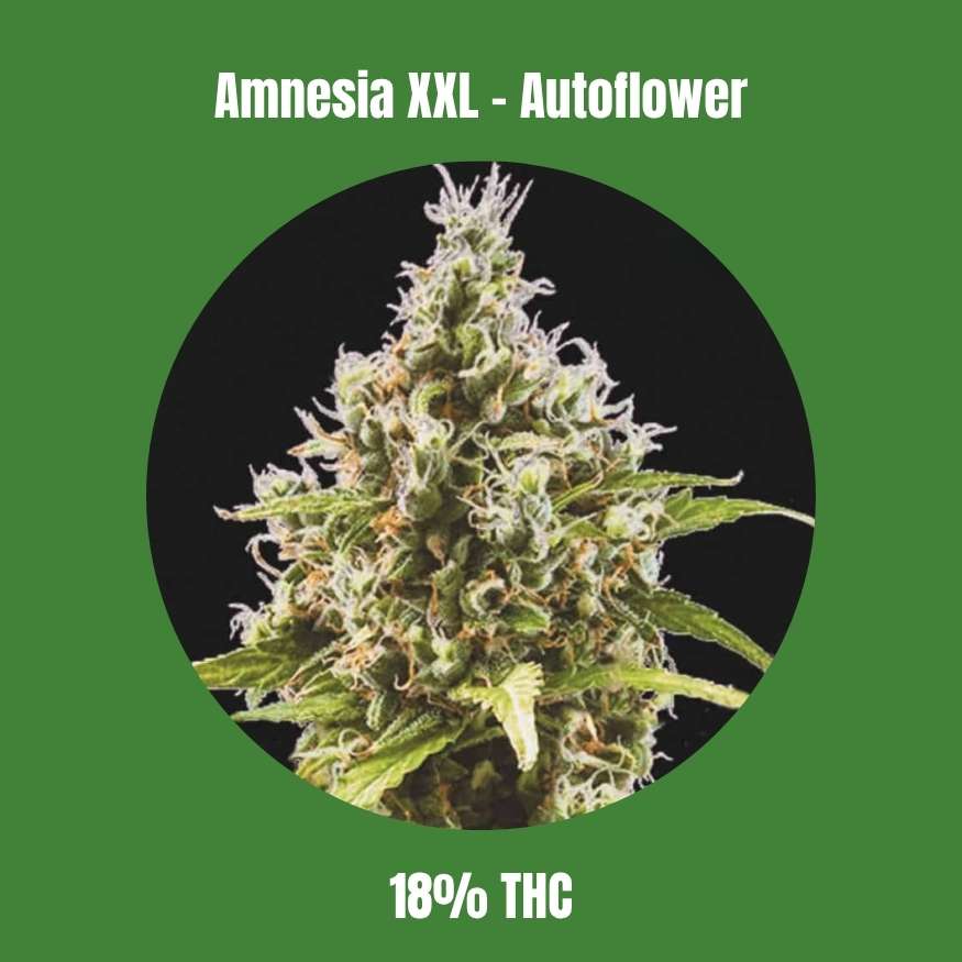 Amnesia XXL - Autoflower 🌱