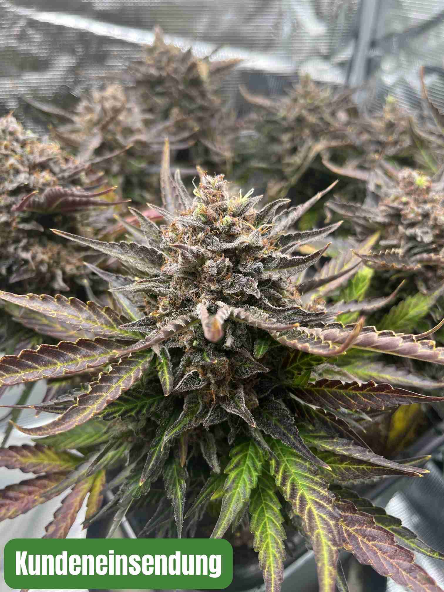 Amnesia Autoflower Samen -Kundeneinsendung