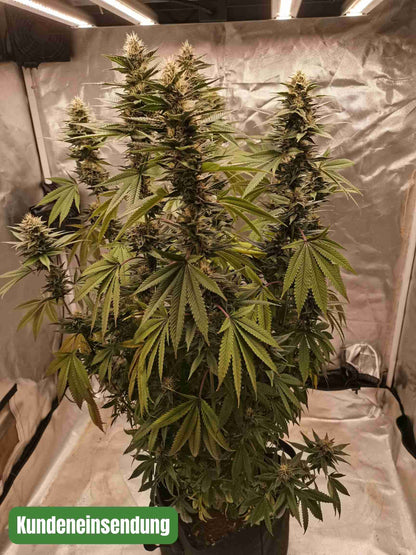 Banana Monkey Samen - Feminisiert (24% THC) 🌱