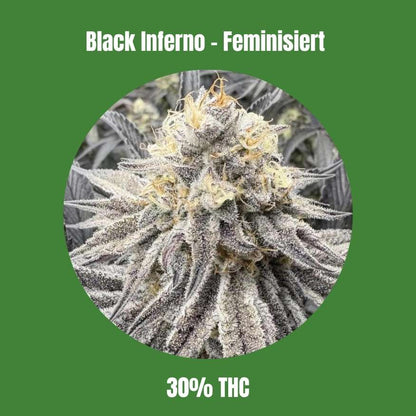 Cali Black Inferno - Feminisiert 🌱