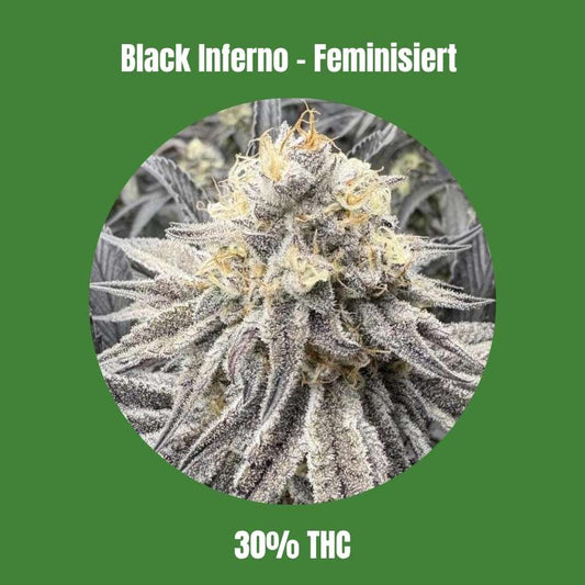 Cali Black Inferno - Feminisiert 🌱