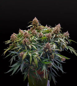 Blue Dream - Autoflower 🌱