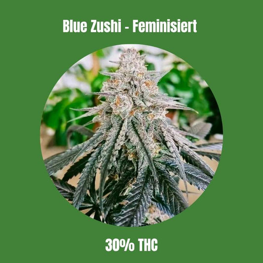 Cali Blue Zushi - Feminisiert 🌱