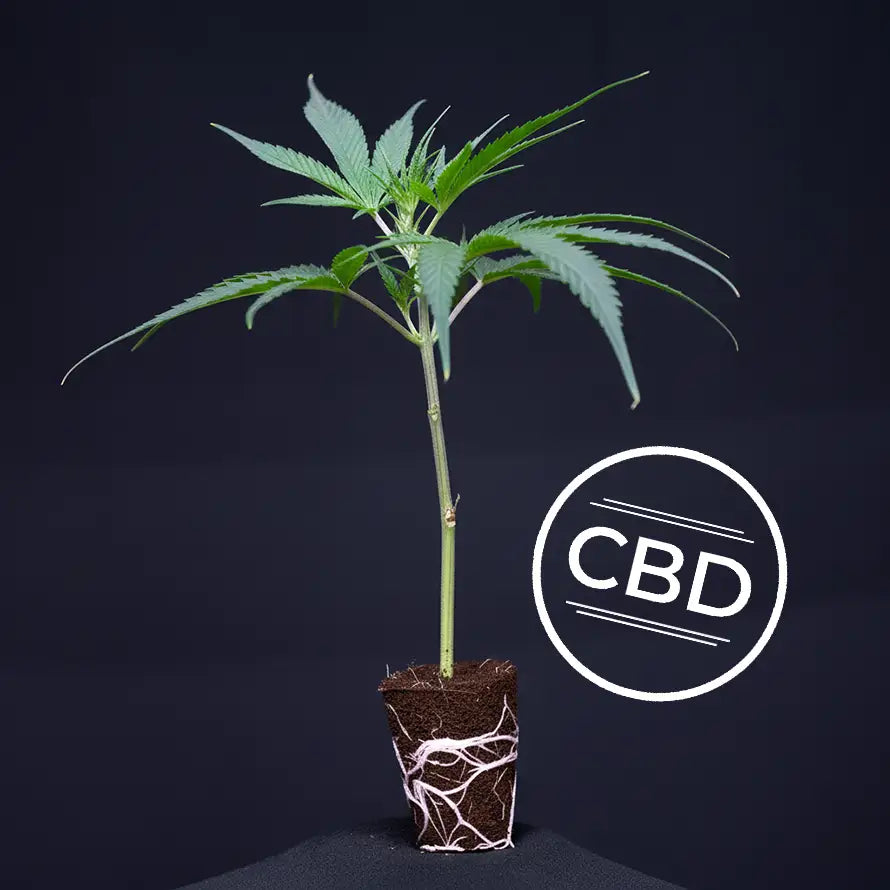 Blueberry Muffin CBD