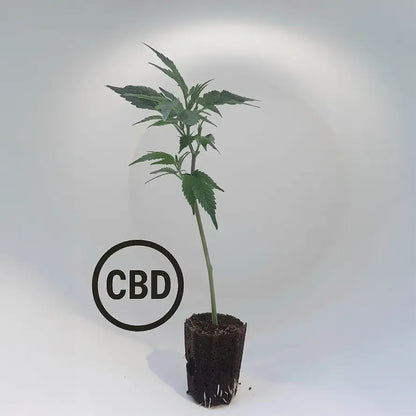 Blueberry Muffin CBD