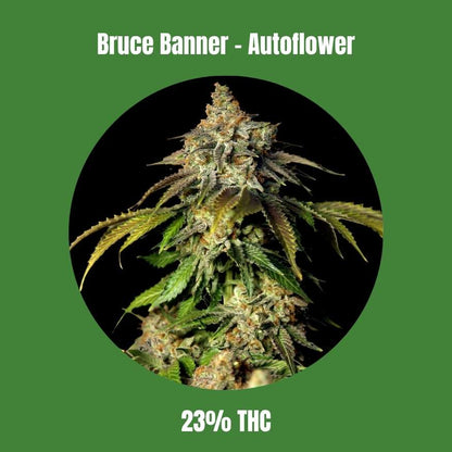 Bruce Banner Autoflower Seeds (23% THC) 🌱