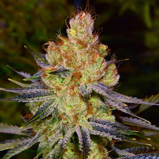 Orange bud Autoflower Seeds (22% THC) 🌱