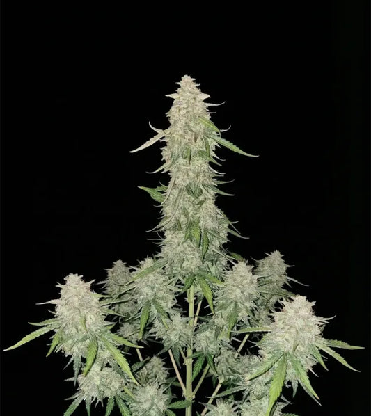 Cookies OG - Autoflower 🌱