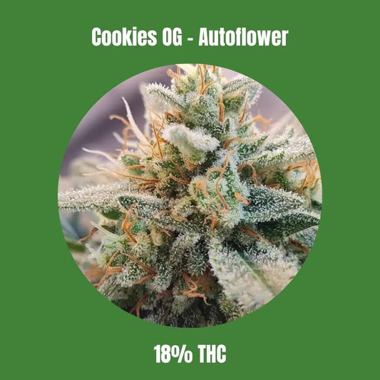 Cookies OG - Autoflower 🌱