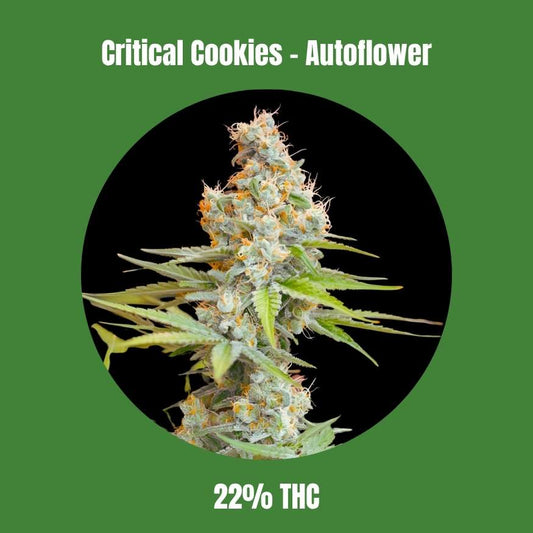Critical Cookies - Autoflower 🌱