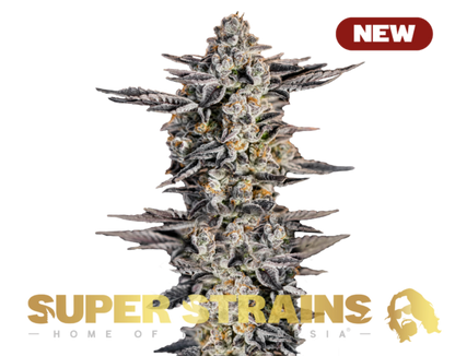 Super Strain Seeds - Gelato #33 (22% THC) 🌱