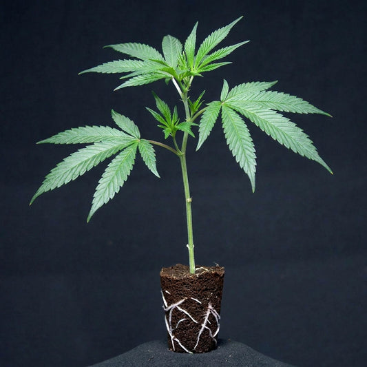 Gelato Samba Steckling
