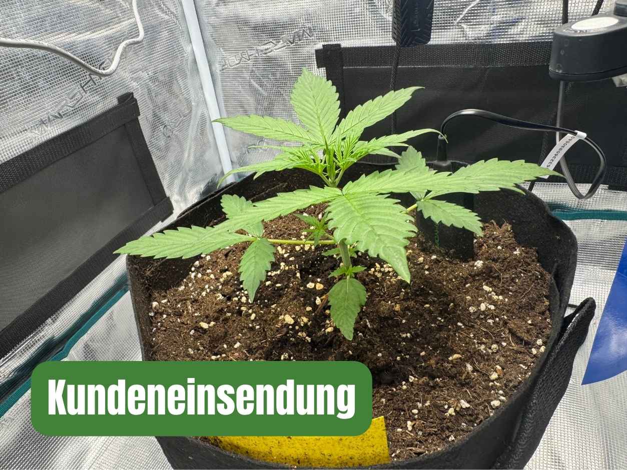 Gelato Samba Kundeneinsendung