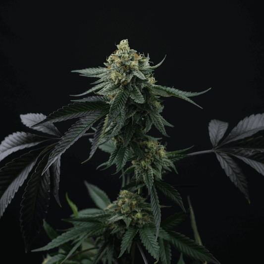 Lime Skunk Seeds - Feminisiert (24% THC) 🌱