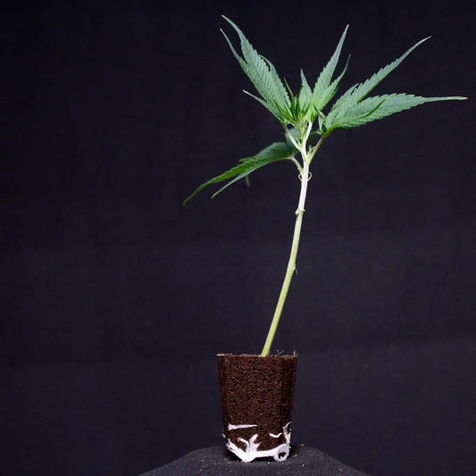 Oreoz OG Steckling