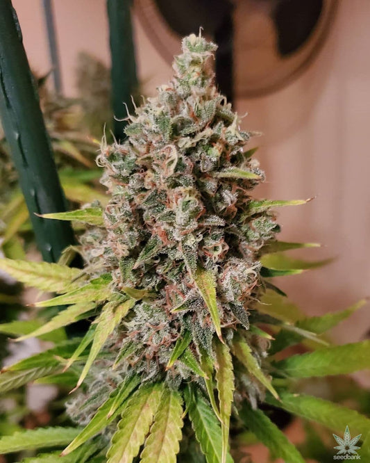 Ak-47 Seeds - Feminisiert (23% THC) 🌱