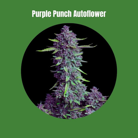 Purple Punch - Autoflowering (19% THC) 🌱