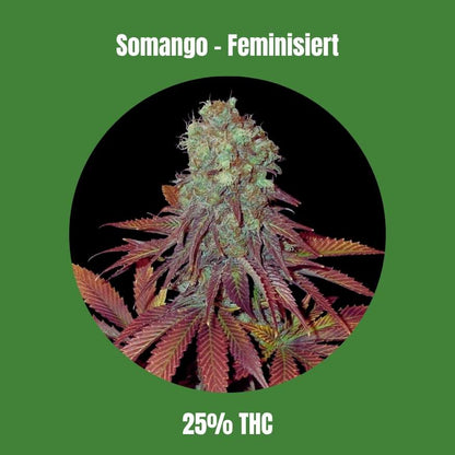 Somango - Feminisiert 🌱