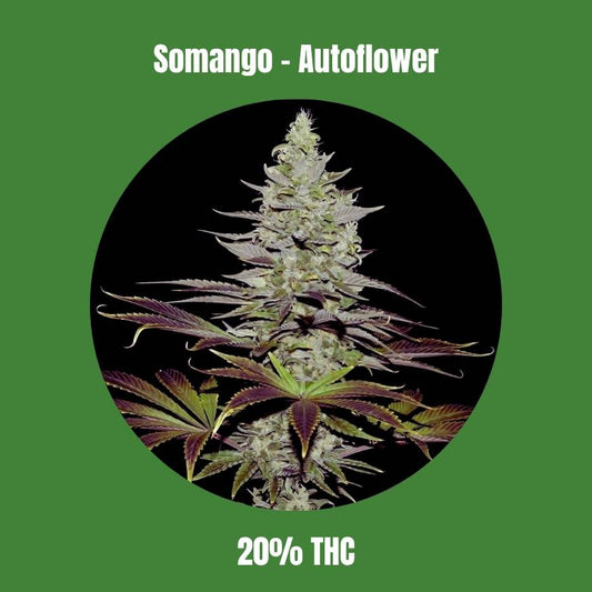 Somango - Autoflower 🌱