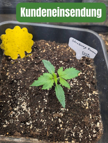 Strawberry-Banana-Auto Kundeneinsendung