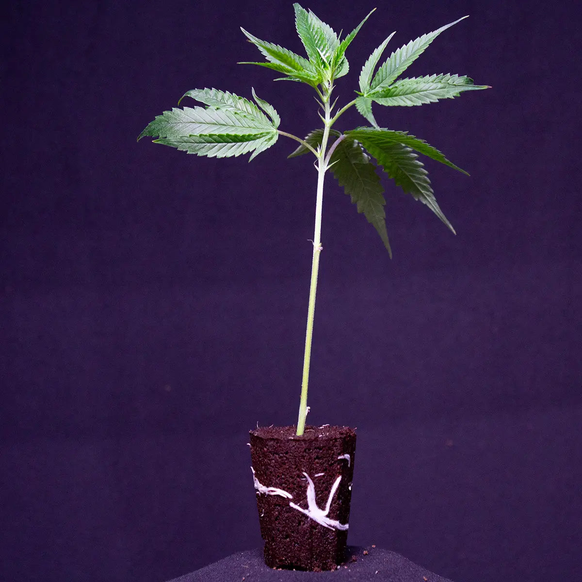 Ein Watermelon Zkittlez THC Steckling von GoG