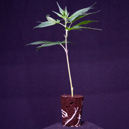 Ein Wedding Cake THC Steckling von GoG