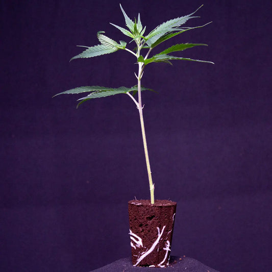 Ein Wedding Cake THC Steckling von GoG