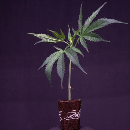 Ein Biscotti Mintz THC Steckling von GoG