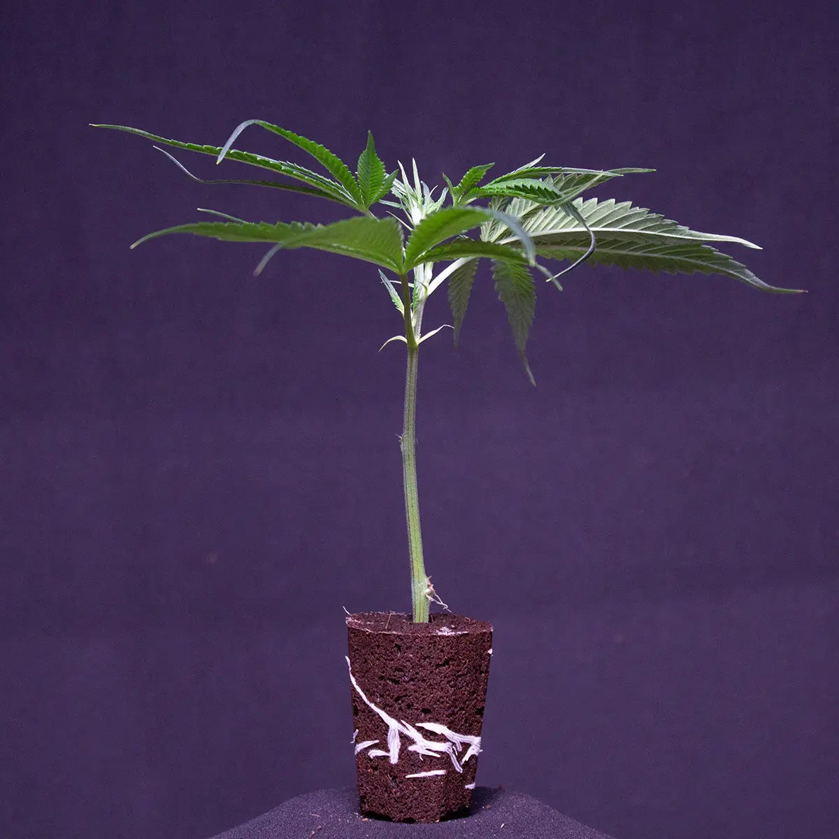 Ein Cap Junky THC Steckling von GoG
