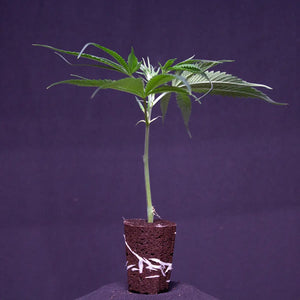 Ein Cap Junky THC Steckling von GoG