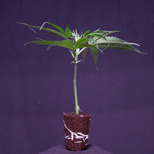 Ein Cap Junky THC Steckling von GoG