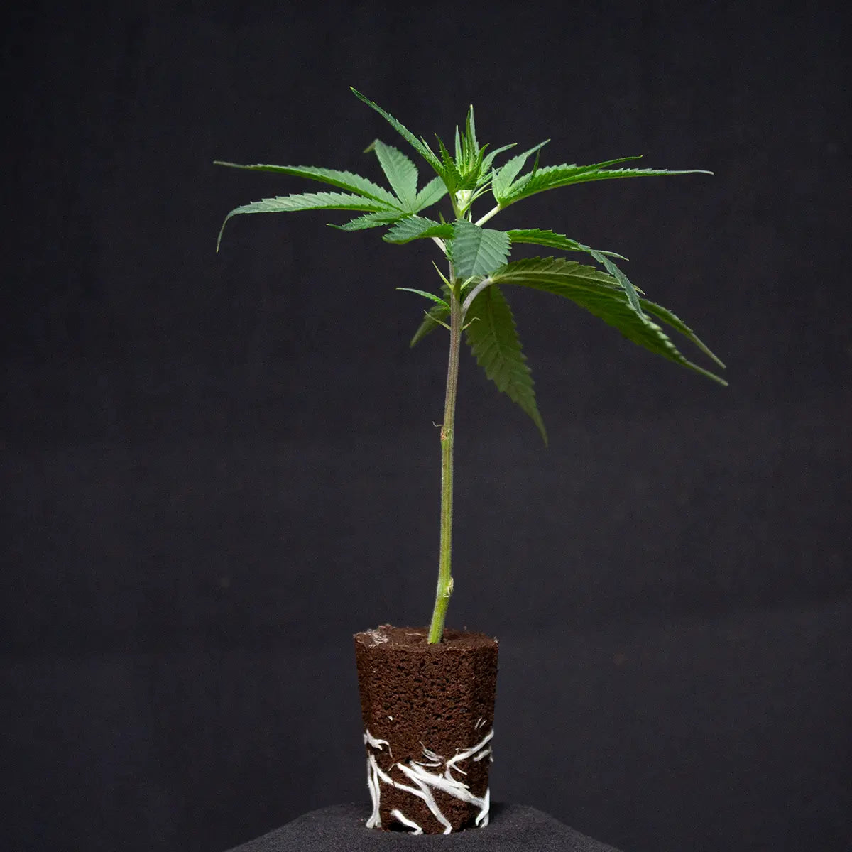 Super Silver Haze – Die legendäre Schönheit unter den Sativas