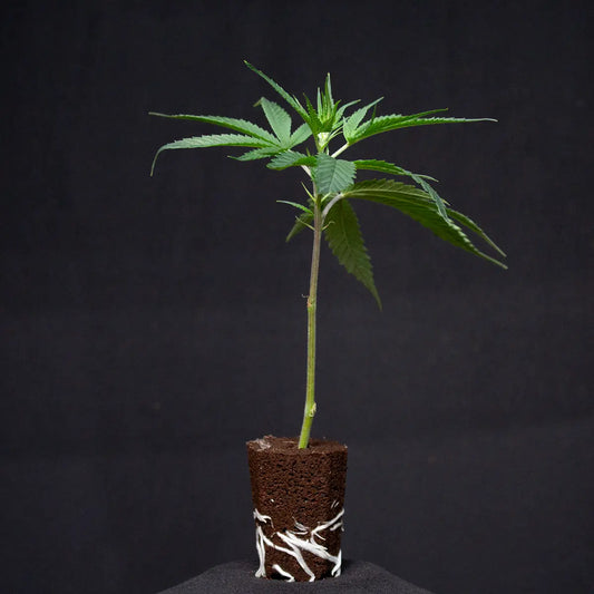 Super Silver Haze – Die legendäre Schönheit unter den Sativas