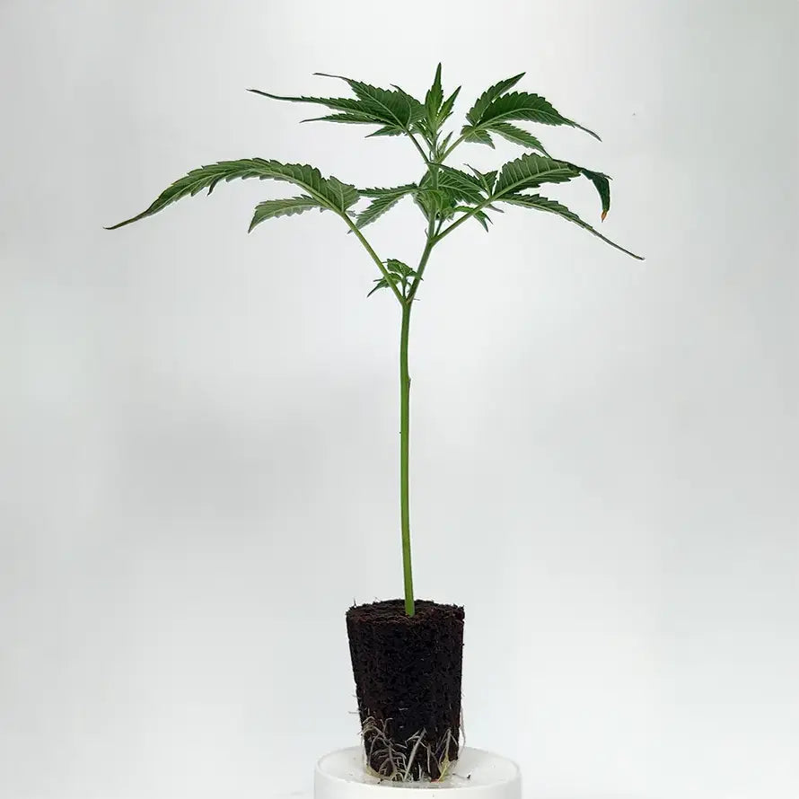 Tropicana Cherry