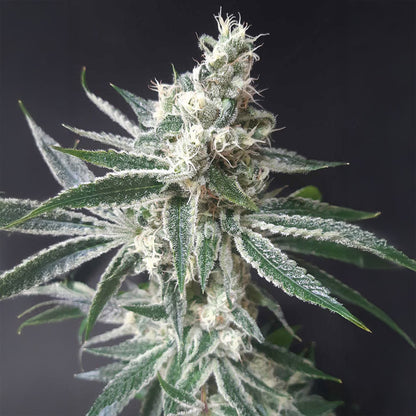 Tropicana Cookies