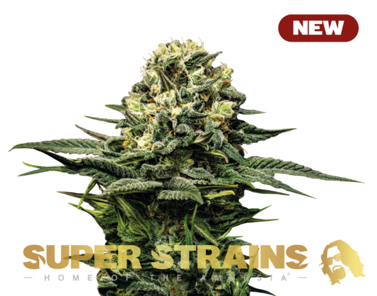 Super Strain Seeds - Wedding Cake (24% THC) 🌱